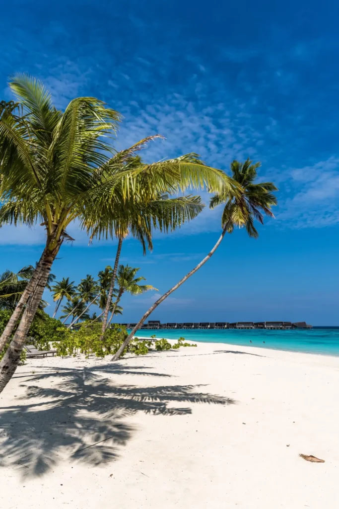 Palmen an einem weißen Sandstrand mit türkisem Meer auf den Malediven